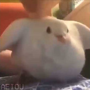Borb