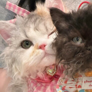 魔法少女竟然是李二狗