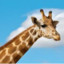 Imagiraffe