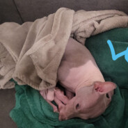 ☠️_-=]ONE/ G0R1LLA[=-_  ☠