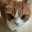 котовийТолстячок