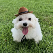 bobbert