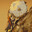 Lirion-N°2195 avatar