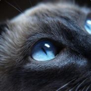 一只叫黑子的猫