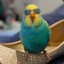 Budgie