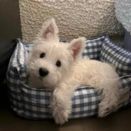 爱吃烧烤的野狼