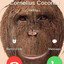 Cornelius Coconut