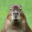 Capybara