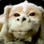 Falkor