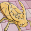 Golden Thief Bug