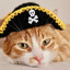 Pirate Hat Cat