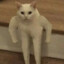 ♡𝓂ℯℴ𝓌𝓂ℯℴ𝓌