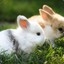 6teSLR | bunnies