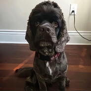 吾乃常扇罩子龙