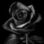 Black Rose