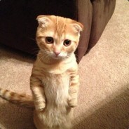 KotDiablo avatar