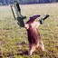 evil anteater