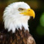 𝐂𝐒 Eagle