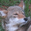 Canis latrans