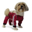Dog with red pants