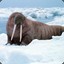 A Fat Walrus