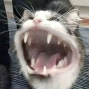 性感兔妈在线砍人