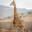 SAC Zoo | Giraffe (too drunk)