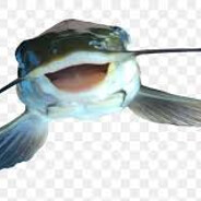 Fish 42