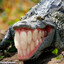krokodil