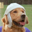 Air Bud