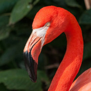 flaminGO_017 - steam id 76561199749670607