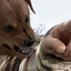 Bruno Fearless