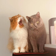 一个丑陋的疯子