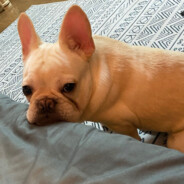 斧头可真好看可惜没了