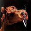 camel rippin&#039; a cig
