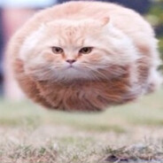 Mr.cat avatar