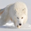 Arctic_Garou