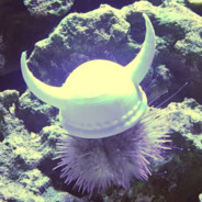 Radioactive Sea Urchin