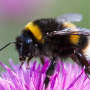 Bąk Z Sodkowskich Łąk