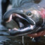 Horny Salmon