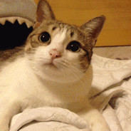 猫猫头打爆你的狗狗头