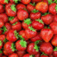 Erdbeerfee