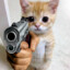 قطة بمسدس