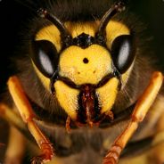 Hornet - steam id 76561197960470542