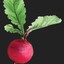 radish