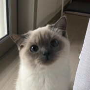 我有一头小毛驴