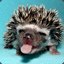 Mr. Hedgehog