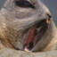 bobrik