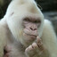นŞ๖ • Albino Macaco