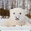 Rok Polar Bear6